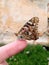 Beautiful Vanessa carduiÂ - Painted Lady Butterfly sitting on a finger